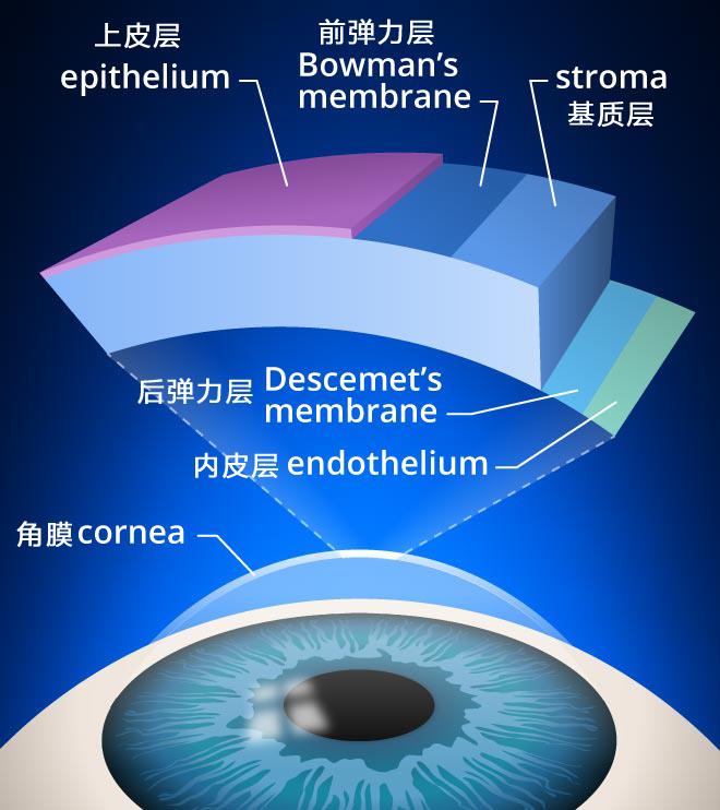 角膜结构图.jpg